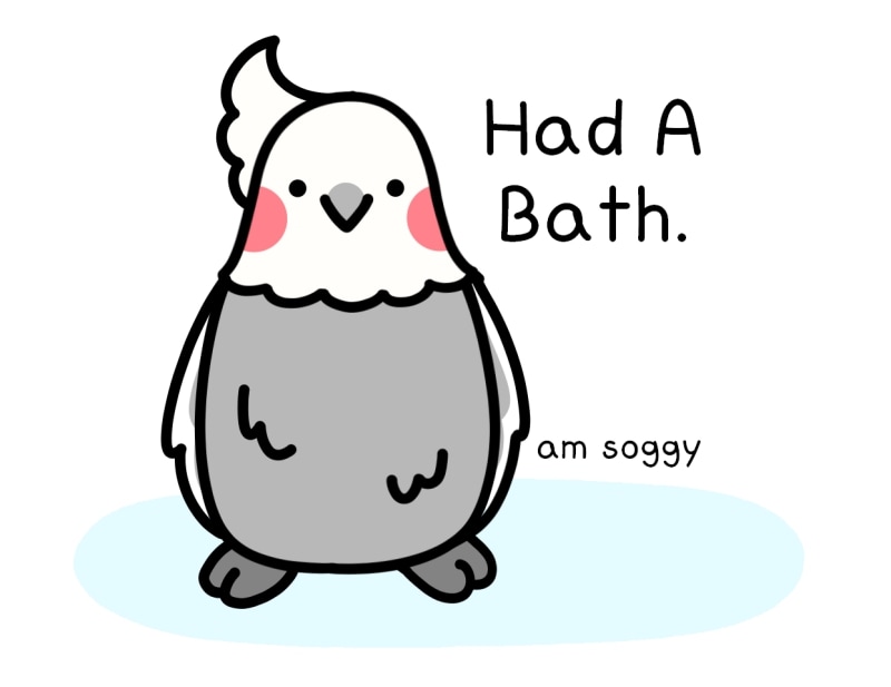 Sunday comics - ItsABirbThing : Had A Bath