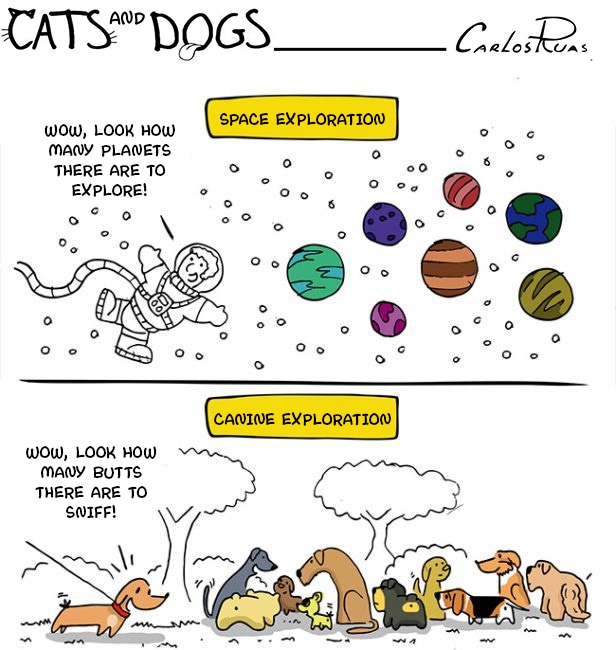 Sunday comics - Cats and Dogs : Exploration