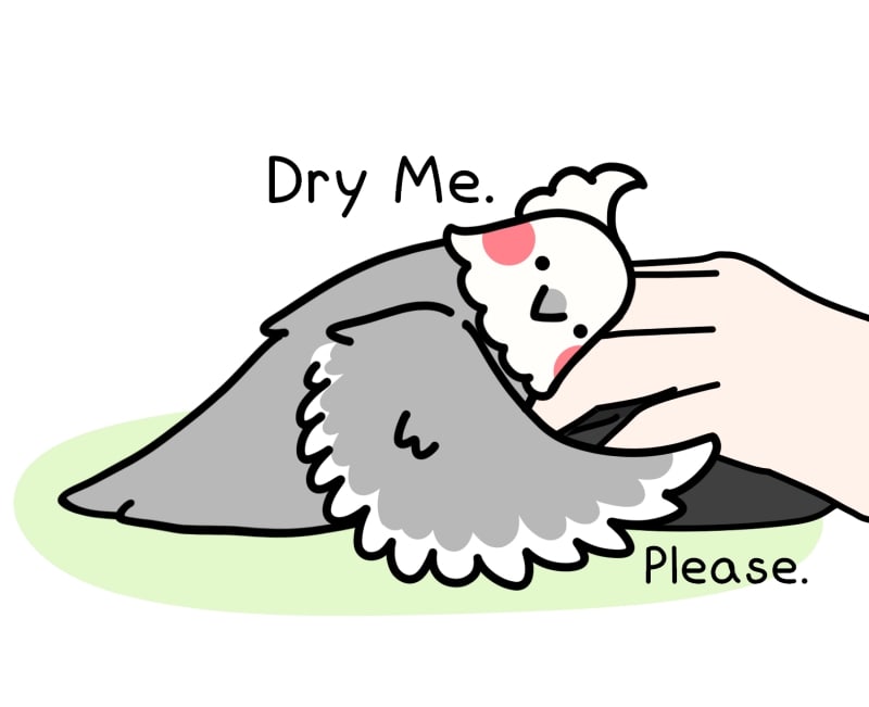 Sunday comics - ItsABirbThing : Had A Bath