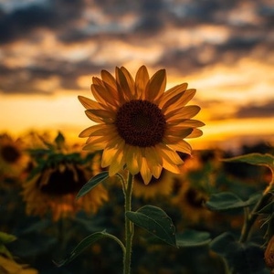 Sunshiine